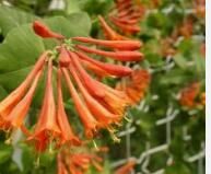 穿葉忍冬 穿葉忍冬