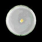 北京納百恩食品有限公司 北京納百恩食品有限公司