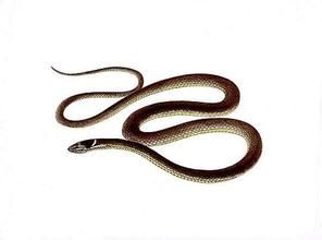 黑領劍蛇 黑領劍蛇