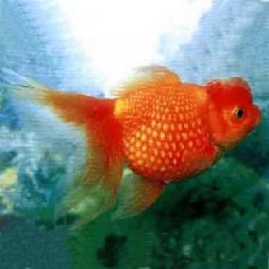 紅皇冠珍珠 紅皇冠珍珠