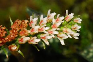 湖南植物新紀錄種垂枝斑葉蘭(喻勛林攝)