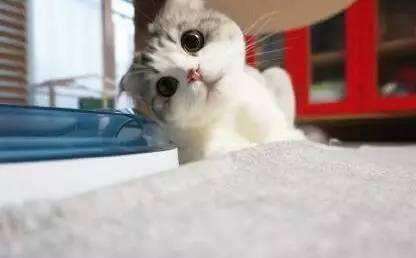 為什麼越來越多人開始養貓？因為這個“歪頭殺”