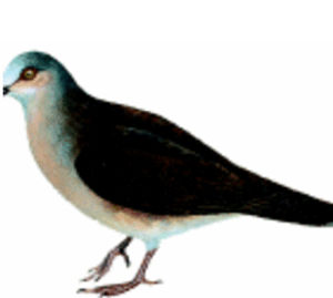 褐背棕翅鳩 褐背棕翅鳩