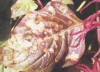 藥用植物雞冠花葉斑病 藥用植物雞冠花葉斑病