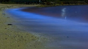 澳大利亞東部馬拉巴爾海岸附近海水夜間發出藍光