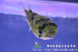 刺豚魚 刺豚魚