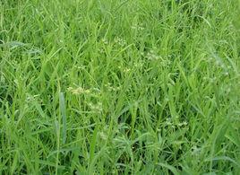 長莖柴胡 長莖柴胡