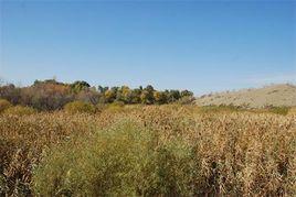 甘家湖梭梭林自然保護區 甘家湖梭梭林自然保護區