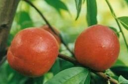 瑞光27號 瑞光27號