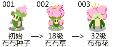 布布種子的進化過程