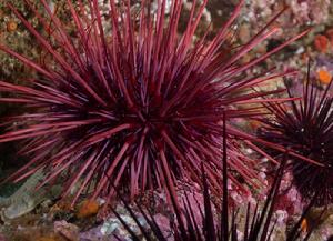 巨紫球海膽 巨紫球海膽