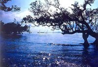 紅樹林自然保護區