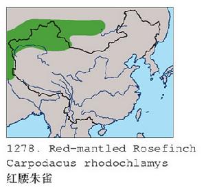 紅腰朱雀的分布圖