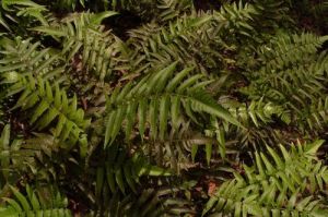 金髮石杉 金髮石杉