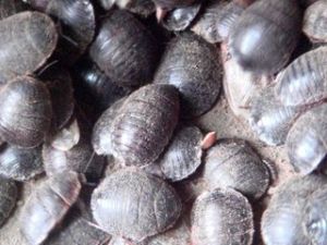 淨收入損失風險 淨收入損失風險