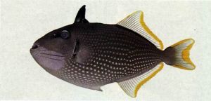 黃鱗魨 黃鱗魨