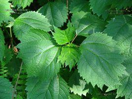 大蠻婆草 大蠻婆草