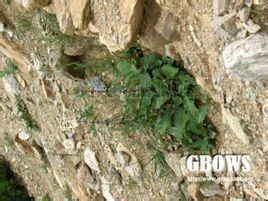 西藏糙蘇 西藏糙蘇