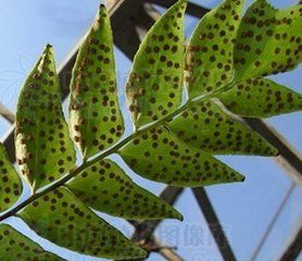 小羽貫眾（變型）