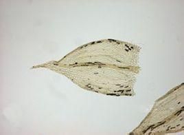 細尖長喙蘚 細尖長喙蘚