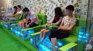 親親魚療館 親親魚療館