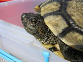 古巴彩龜 古巴彩龜