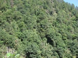 阿左達村生態山林