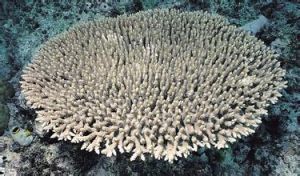 拉提斯特鹿角珊瑚 拉提斯特鹿角珊瑚