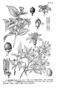 婺源安息香 婺源安息香