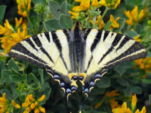 大尾鳳蝶 大尾鳳蝶
