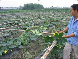 爬地冬瓜 爬地冬瓜