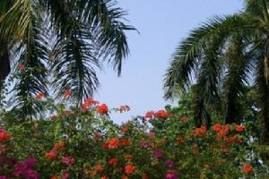 印尼專業集團 印尼專業集團