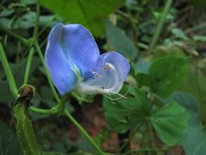 菜豆亞族 菜豆亞族