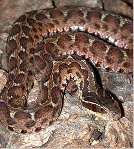 森元寶力戈蝮蛇片