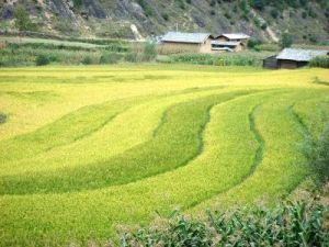 白草坪自然村 白草坪自然村