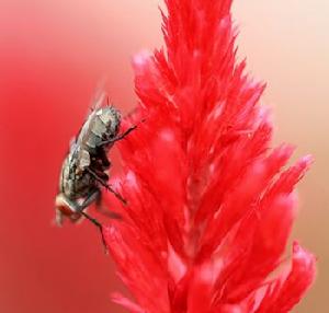 紅花實蠅 紅花實蠅