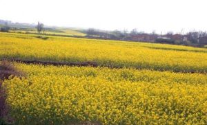 三秀油菜種植基地