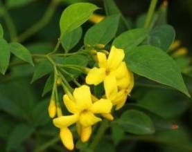 小葉矮探春 小葉矮探春