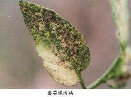 番茄煤污病 番茄煤污病