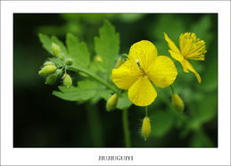 白屈菜根 白屈菜根