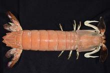 日本齒指蝦蛄（Odontodactylus japonicus）