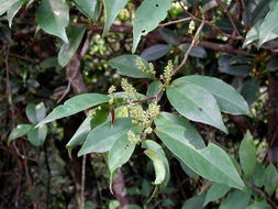 日本五月茶 日本五月茶