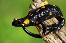 蠑螈[兩棲綱有尾目動物]