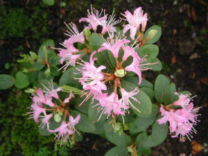 腋花杜鵑 腋花杜鵑