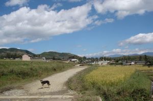 小羊自然村 小羊自然村