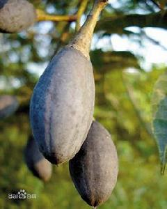 增城烏欖 增城烏欖