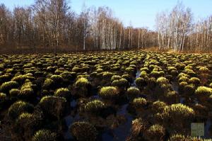 塔頭墩子 塔頭墩子