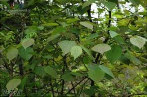 小果響葉楊 小果響葉楊