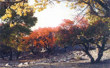 西雙版納熱帶雨林