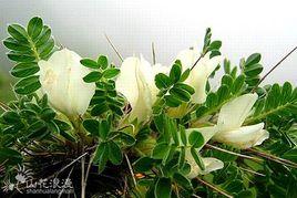 吐魯番錦雞兒 吐魯番錦雞兒